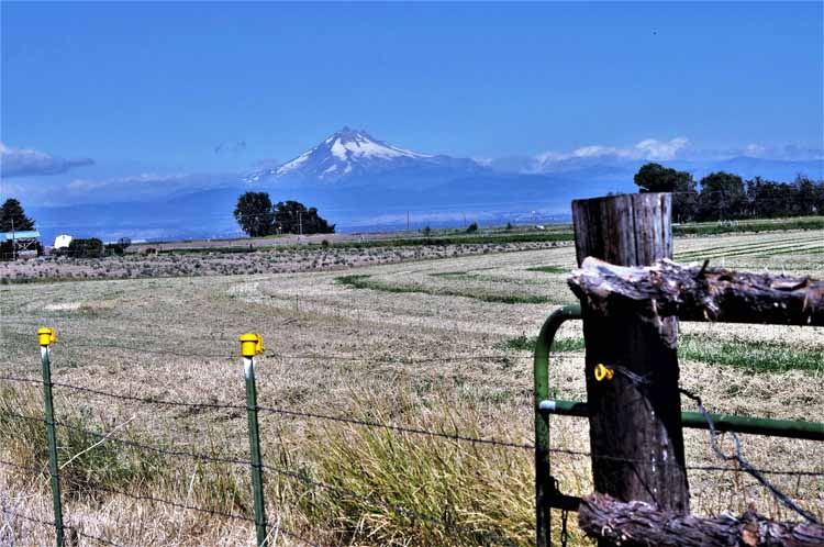 mt jefferson